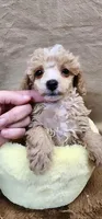 Rose, a female Poodle - Toy  for sale in Mount Pleasant, NC – 2 of 6