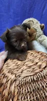 Bean, a male Shih Tzu for sale in Mount Pleasant, NC – 2 of 5