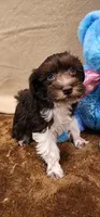 White Legs, a male Miniature Schnauzer for sale in Mount Pleasant, NC – Photo 2 of 5