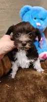 White Legs, a male Miniature Schnauzer for sale in Mount Pleasant, NC – Photo 1 of 5