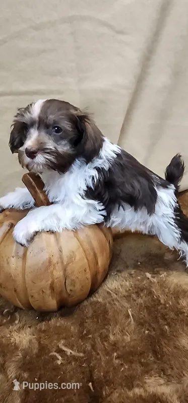 Scooter – Miniature Schnauzer puppy for sale in Mount Pleasant, NC