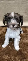 Scooter, a male Miniature Schnauzer for sale in Mount Pleasant, NC – Photo 5 of 5