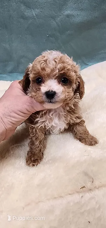 Ruth – Poodle - Toy  puppy for sale in Mount Pleasant, NC