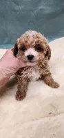 Ruth, a female Poodle - Toy  for sale in Mount Pleasant, NC – 1 of 4