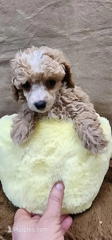 Rose – Poodle - Toy  puppy for sale in Mount Pleasant, NC