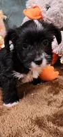 Shadow, a male Yorkshire Terrier for sale in Mount Pleasant, NC – 4 of 6