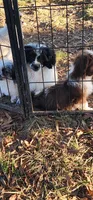 Poncho, a male Shih Tzu for sale in Mount Pleasant, NC – 2 of 6