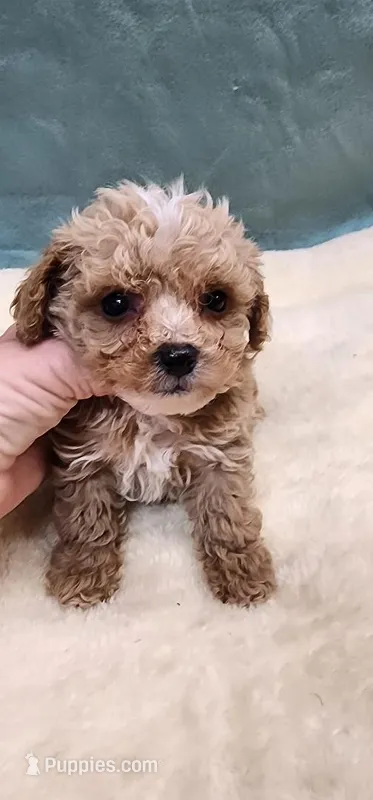 Apricot Boy – Poodle - Toy  puppy for sale in Mount Pleasant, NC