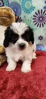 Poncho, a male Shih Tzu and Poodle - Toy  for sale in Mount Pleasant, NC – 2 of 4