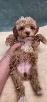 Rachel, a female Poodle - Toy  for sale in Mount Pleasant, NC – 2 of 4