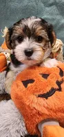 Teddy, a male Yorkshire Terrier for sale in Mount Pleasant, NC – 2 of 6