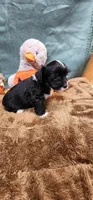 Shadow, a male Yorkshire Terrier for sale in Mount Pleasant, NC – 5 of 6