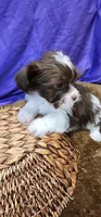 Trixie, a female Shih Tzu for sale in Mount Pleasant, NC – 4 of 6