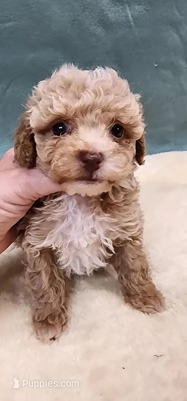 Rachel – Poodle - Toy  puppy for sale in Mount Pleasant, NC