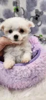 Maltese Female, a female Maltese for sale in Mount Pleasant, NC – 4 of 5