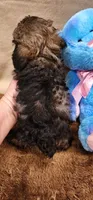 Clay, a male Poodle - Toy  for sale in Mount Pleasant, NC – Photo 3 of 6