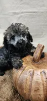 Clay, a male Poodle - Toy  for sale in Mount Pleasant, NC – Photo 5 of 6