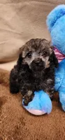 Clay, a male Poodle - Toy  for sale in Mount Pleasant, NC – Photo 6 of 6