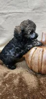 Clay, a male Poodle - Toy  for sale in Mount Pleasant, NC – Photo 2 of 6