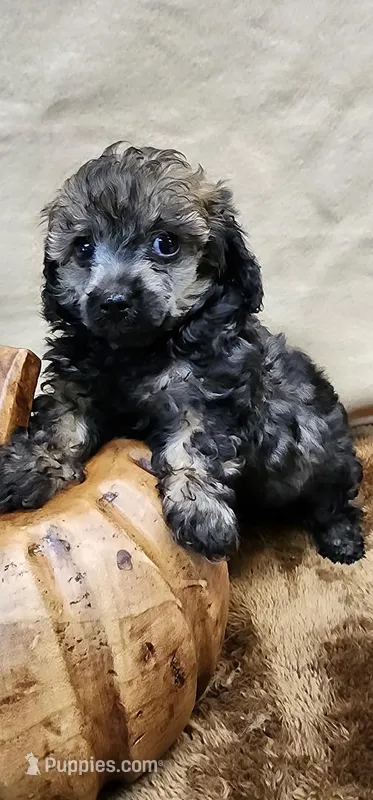 Clay, a male Poodle - Toy  for sale in Mount Pleasant, NC – Photo 1 of 6