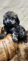 Clay, a male Poodle - Toy  for sale in Mount Pleasant, NC – Photo 1 of 6