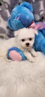 Maltese Male, a male Maltese for sale in Mount Pleasant, NC – 5 of 5