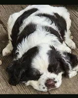 Rodeo, a male Cocker Spaniel for sale in Avoca, IN – 1 of 2