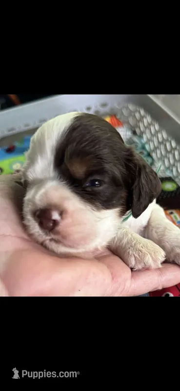 Rocky – Cocker Spaniel puppy for sale in Avoca, IN