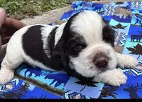 Rodeo, a male Cocker Spaniel for sale in Avoca, IN – 2 of 2