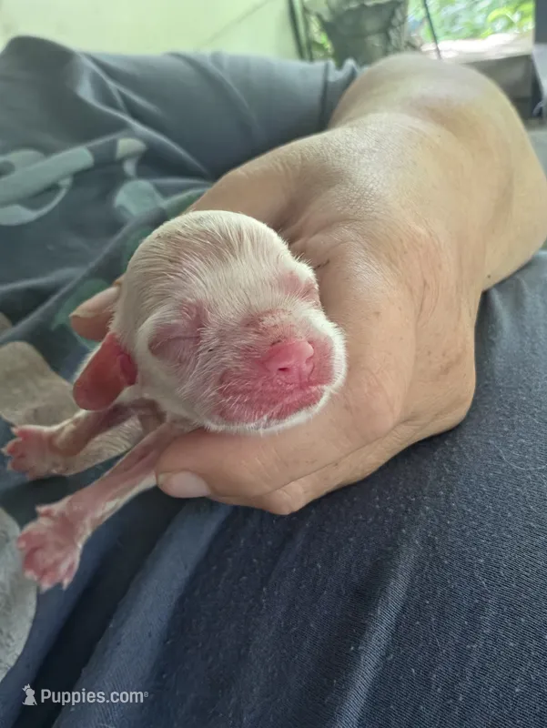 Flash – Cocker Spaniel puppy for sale in Avoca, IN