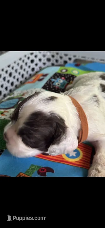 Colt – Cocker Spaniel puppy for sale in Avoca, IN