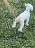 Lillian, a female Poodle - Miniature  for sale in Avoca, IN – 2 of 2