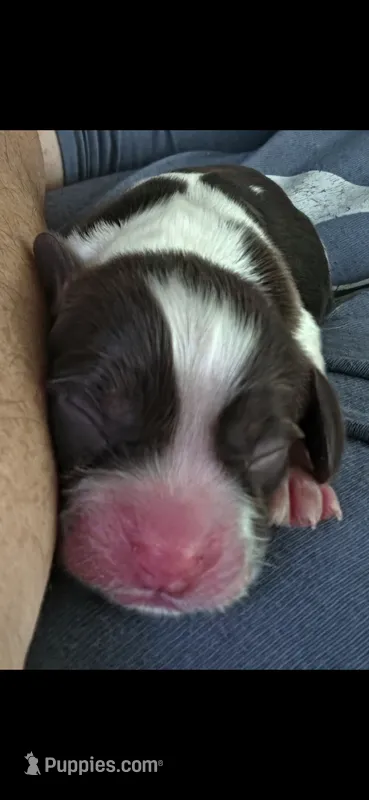 Patches – Cocker Spaniel puppy for sale in Avoca, IN