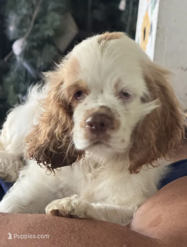Henry – Cocker Spaniel puppy for sale in Avoca, IN