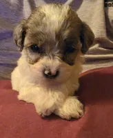 Pepsi, a female Poodle - Miniature  for sale in Avoca, IN – 3 of 5