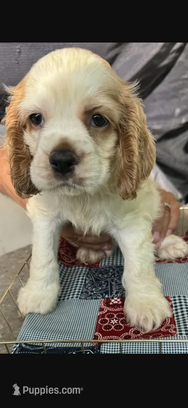 Lightening (AKC) – Cocker Spaniel puppy for sale in Avoca, IN