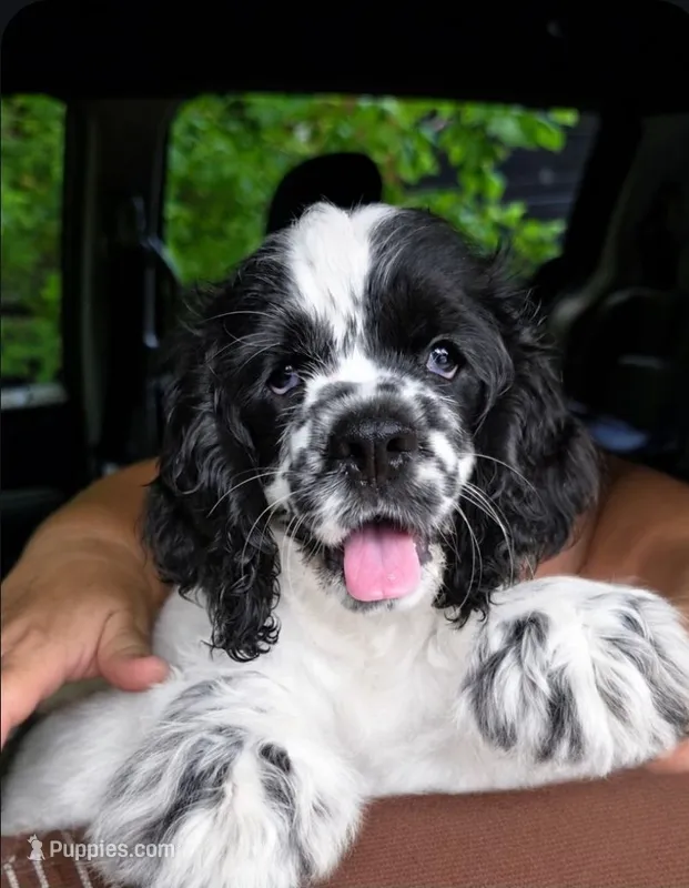 Joey – Cocker Spaniel puppy for sale in Avoca, IN