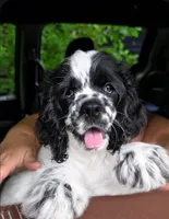 Joey, a male Cocker Spaniel for sale in Avoca, IN – 1 of 6