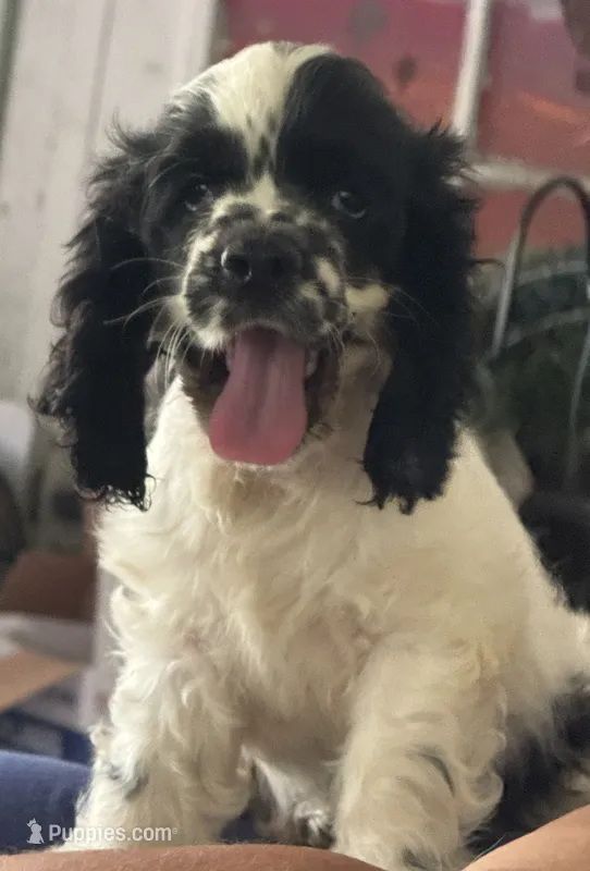 Spotty – Cocker Spaniel puppy for sale in Avoca, IN