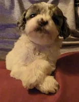 Pepsi, a female Poodle - Miniature  for sale in Avoca, IN – 4 of 5