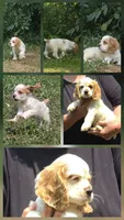 Jake, a male Cocker Spaniel for sale in Avoca, IN – 4 of 4
