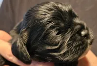 Ash, a male Cocker Spaniel for sale in Avoca, IN – Photo 1 of 3