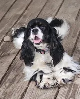 Ash, a male Cocker Spaniel for sale in Avoca, IN – Photo 3 of 3