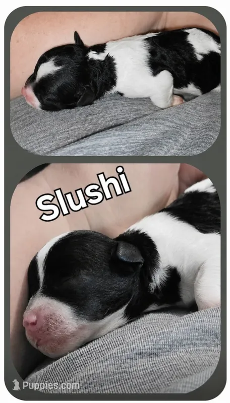 Slushi – Poodle - Miniature  puppy for sale in Avoca, IN
