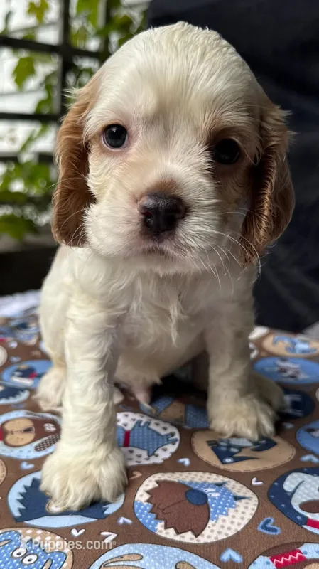 Lightening – Cocker Spaniel puppy for sale in Avoca, IN