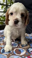 Lightening (AKC), a male Cocker Spaniel for sale in Avoca, IN – 1 of 1