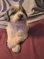 Pepsi, a female Poodle - Miniature  for sale in Avoca, IN – 2 of 5