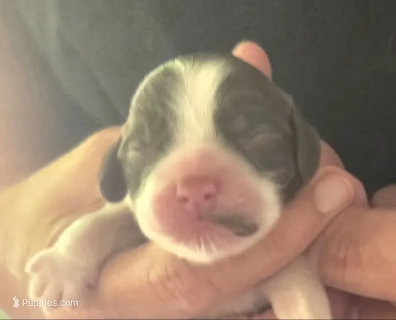 Legend – Cocker Spaniel puppy for sale in Avoca, IN