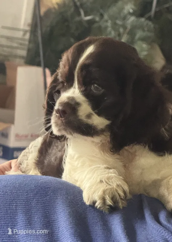 Cowboy – Cocker Spaniel puppy for sale in Avoca, IN