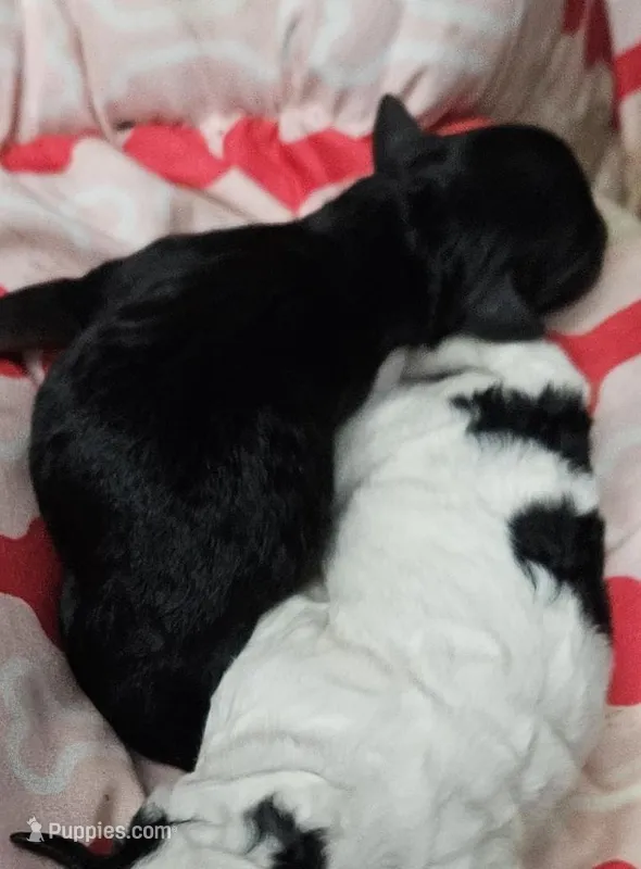 Bella – Poodle - Miniature  puppy on hold in Avoca, IN